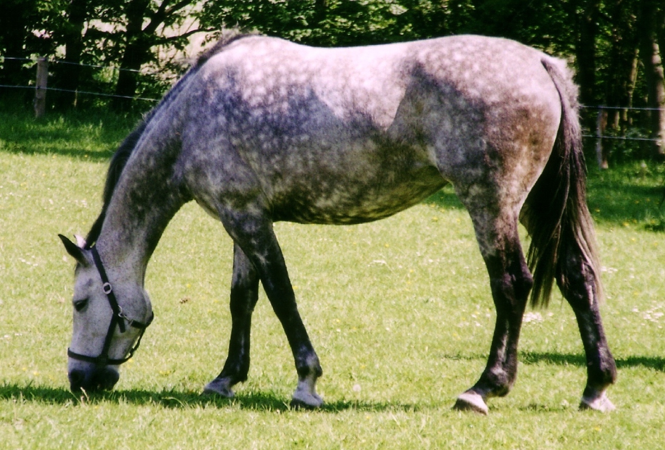 an image of a black horse with white dots grazing in a grass field