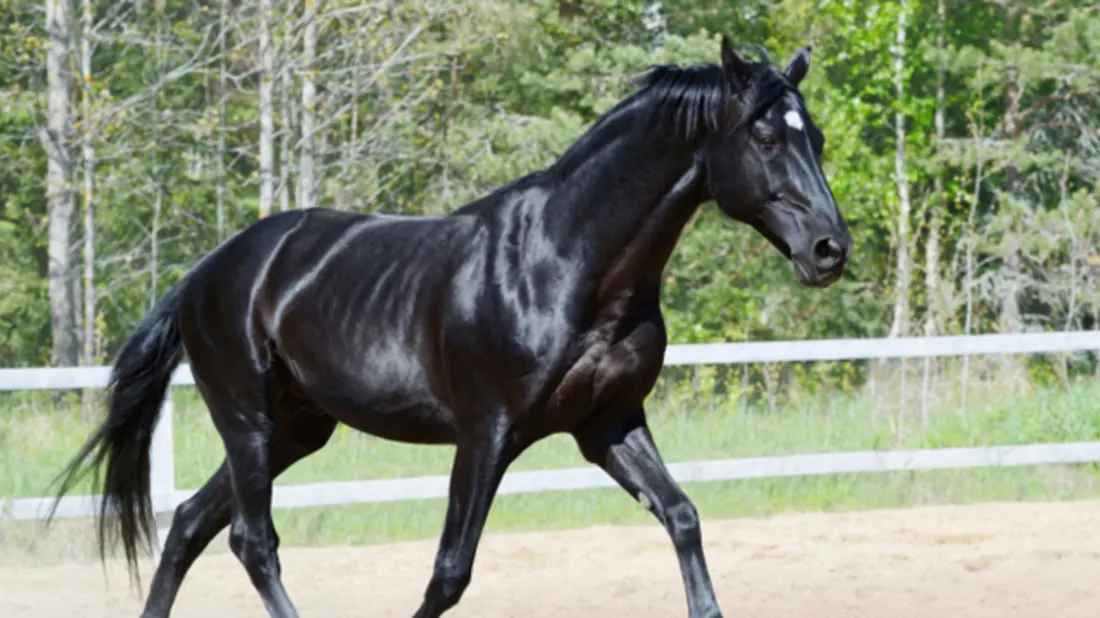 an image of a black horse in a field trotting to the right