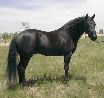 a black horse standing in a grass field tied to a post outside frame to the right