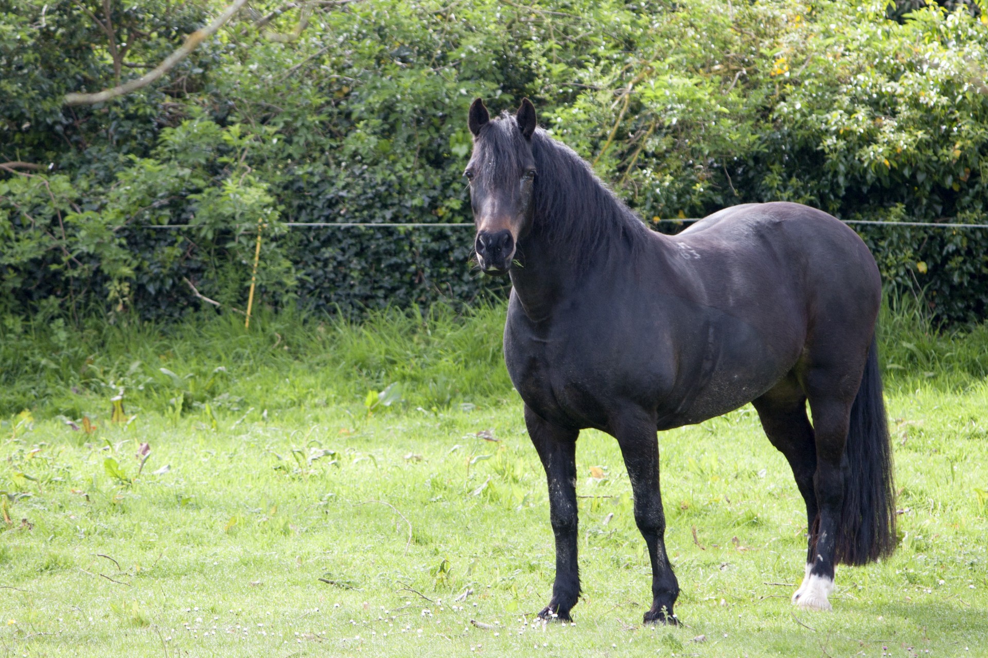 a black horse eating some grass while standing in a grass field looking at the camera with some bushes in the background