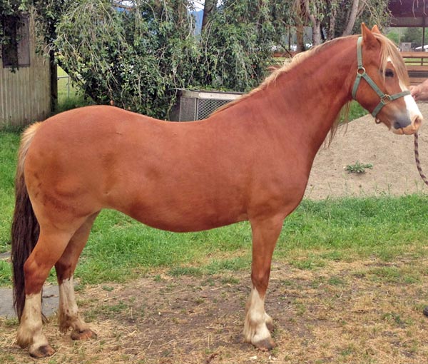 an image of a brown horse standing facing to the right showing the full horse