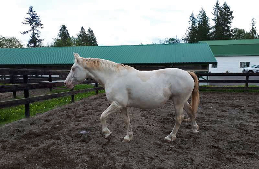 an image of a white horse trotting to the left in a dirt enclosure surrounded by a brown wooden fence